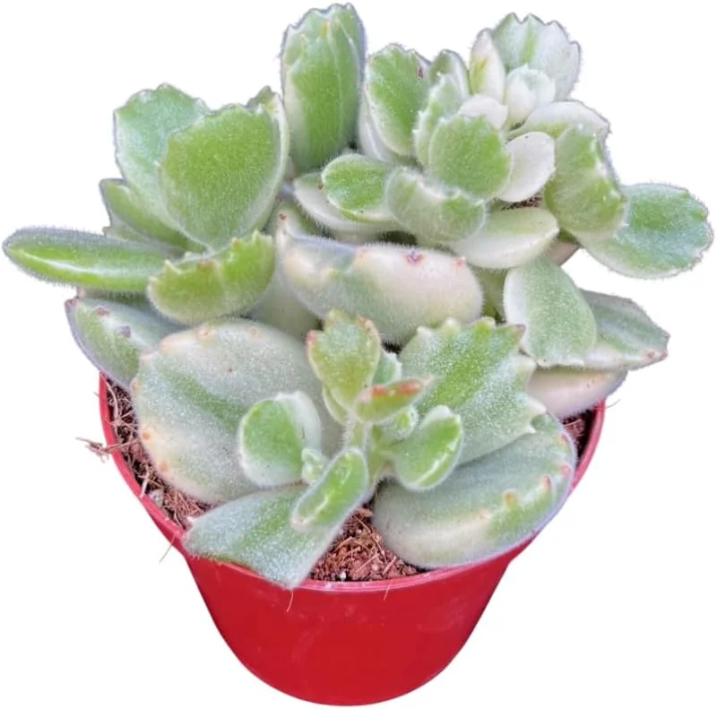 Variegated Bear's Paw Succulent Live Plant - Cotyledon Tomentosa - 2 inch Pot - Image 1