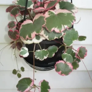 Variegated Begonia Live Plant Tricolor Begonia Plant 4" Pot, Strawberry Geranium Houseplant - Image 2