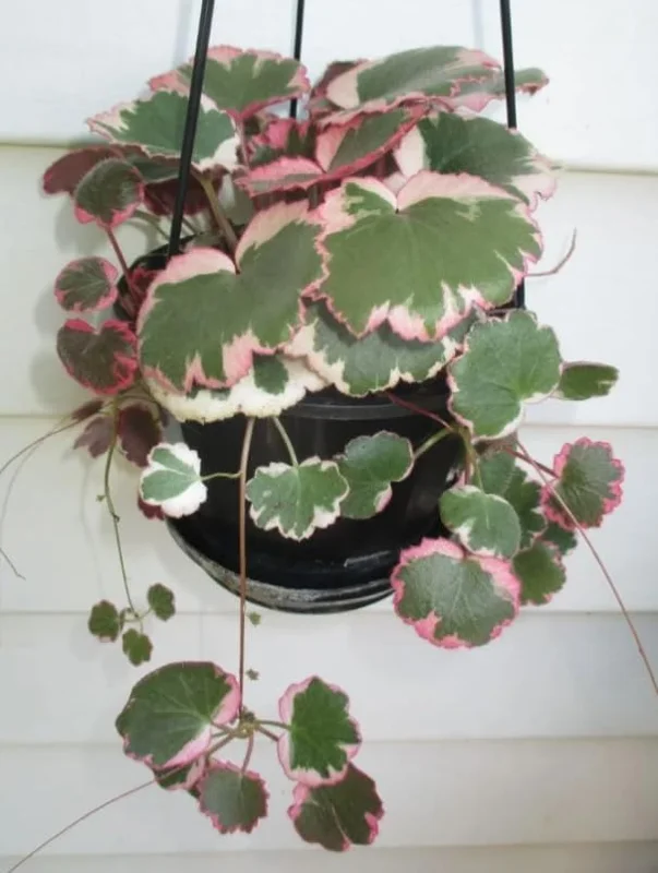 Variegated Begonia Live Plant Tricolor Begonia Plant 4" Pot, Strawberry Geranium Houseplant - Image 2