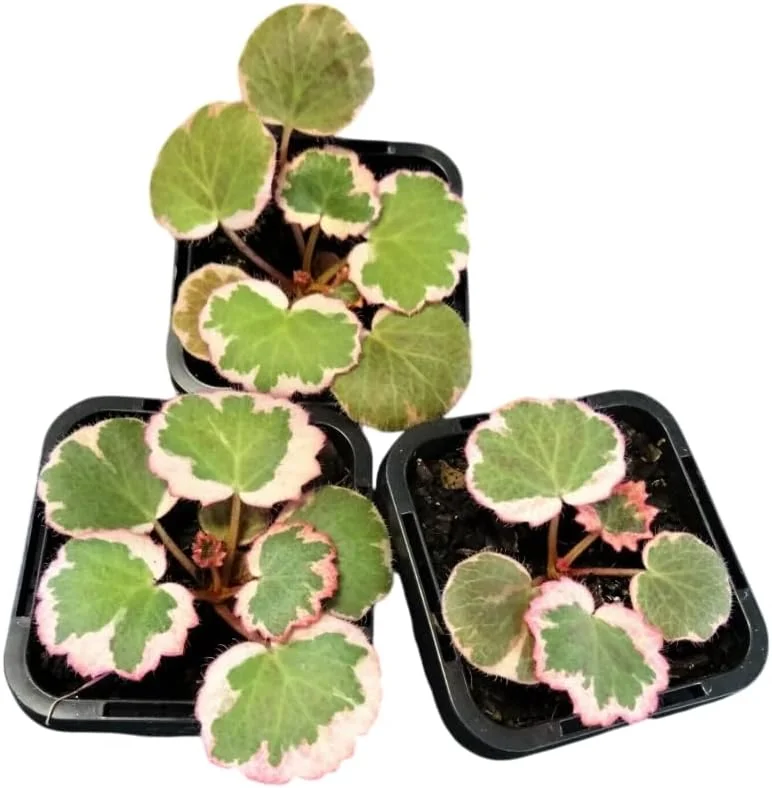 Variegated Begonia Live Plant Tricolor Begonia Plant 4" Pot, Strawberry Geranium Houseplant - Image 3