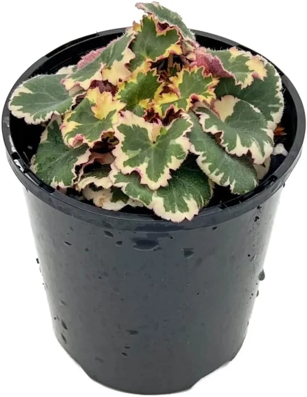 Variegated Begonia Live Plant Tricolor Begonia Plant 4" Pot, Strawberry Geranium Houseplant - Image 4
