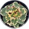 Variegated Begonia Live Plant Tricolor Begonia Plant 4" Pot, Strawberry Geranium Houseplant - Image 1