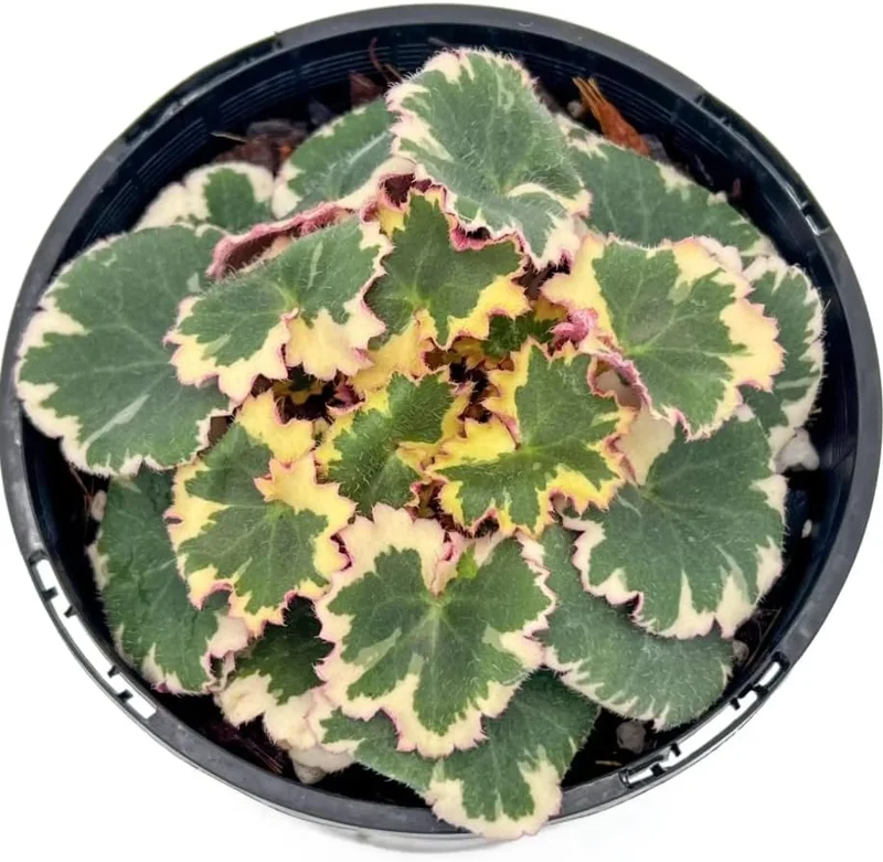 Variegated Begonia Live Plant Tricolor Begonia Plant 4" Pot, Strawberry Geranium Houseplant - Image 1