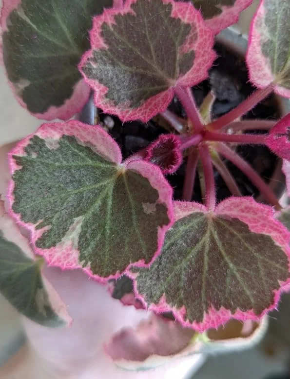 Variegated Begonia Live Plant Tricolor Begonia Plant 4" Pot, Strawberry Geranium Houseplant - Image 5