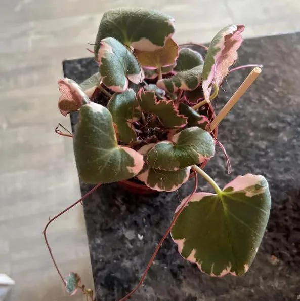 Variegated Begonia Live Plant Tricolor Begonia Plant 4" Pot, Strawberry Geranium Houseplant - Image 6