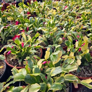 Variegated Christmas Cactus Live Plant - 4 inch Pot - Schlumbergera Succulent - Image 4