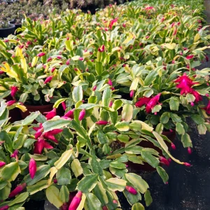 Variegated Christmas Cactus Live Plant - 4 inch Pot - Schlumbergera Succulent - Image 5