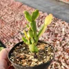 Variegated Christmas Cactus Live Plant - 4 inch Pot - Schlumbergera Succulent - Image 1