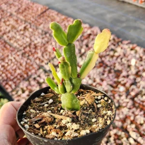 Variegated Christmas Cactus Live Plant - 4 inch Pot - Schlumbergera Succulent - Image 1