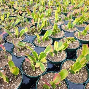 Variegated Christmas Cactus Schlumbergera Live Plant - 4 inch Pot - Image 3