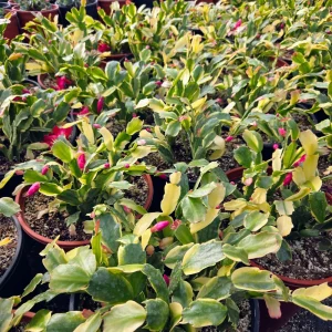 Variegated Christmas Cactus Schlumbergera Live Plant - 4 inch Pot - Image 4