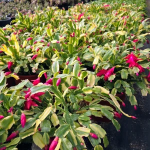Variegated Christmas Cactus Schlumbergera Live Plant - 4 inch Pot - Image 5
