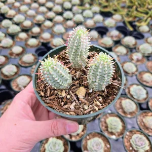 Variegated Corn Cob Euphorbia Live Plant - Unique Succulent - 2-4 Inch Potted - Image 11