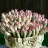 Variegated Corn Cob Euphorbia Live Plant - Unique Succulent - 2-4 Inch Potted - Image 1