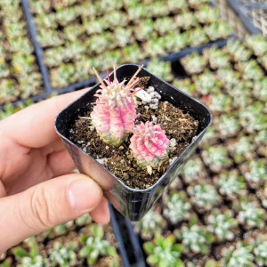 Variegated Corn Cob Euphorbia Live Plant - Unique Succulent - 2-4 Inch Potted - Image 7