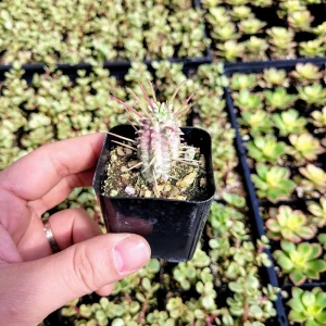 Variegated Corn Cob Euphorbia Live Plant - Unique Succulent - 2-4 Inch Potted - Image 8