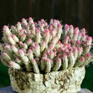 Variegated Corn Cob Euphorbia mammillaris Live Plant - 2 inch Potted Succulent - Image 10