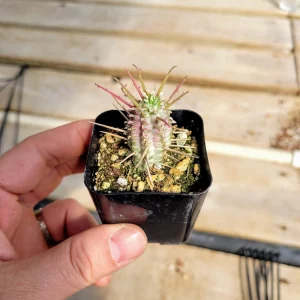 Variegated Corn Cob Euphorbia mammillaris Live Plant - 2 inch Potted Succulent - Image 8