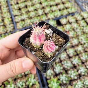 Variegated Corn Cob Euphorbia mammillaris Live Plant - 2 inch Potted Succulent - Image 1