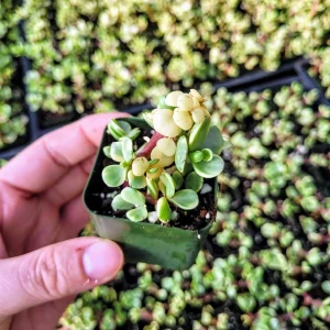 Variegated Elephant Bush Live Plant – Dwarf Portulacaria afra 'Variegata' – 2-inch Potted Houseplant - Image 7