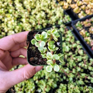Variegated Elephant Bush Live Plant – Dwarf Portulacaria afra 'Variegata' – 2-inch Potted Houseplant - Image 8
