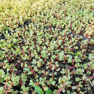 Variegated Elephant Bush Live Plant – Dwarf Portulacaria afra 'Variegata' – 2-inch Potted Houseplant - Image 9