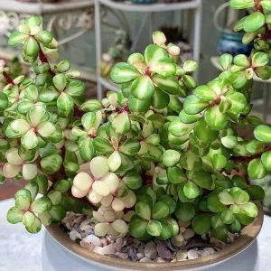 Variegated Elephant Bush Live Plant – Dwarf Portulacaria afra 'Variegata' – 2-inch Potted Houseplant - Image 1
