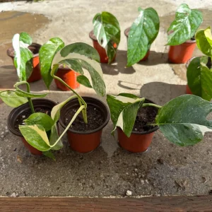 Variegated Epipremnum Pinnatum Albo Live Plant – 4 inch Pot – Indoor - Image 3