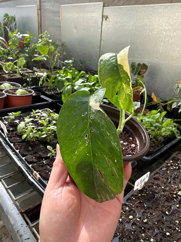 Variegated Epipremnum Pinnatum Albo Live Plant – 4 inch Pot – Indoor - Image 4