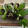 Variegated Epipremnum Pinnatum Albo Live Plant – 4 inch Pot – Indoor - Image 1
