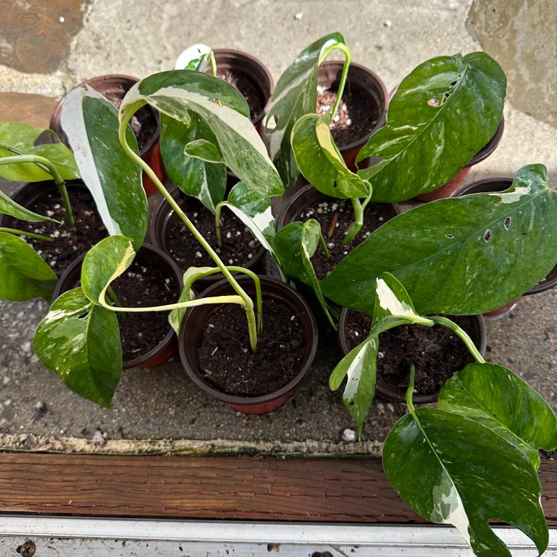 Variegated Epipremnum Pinnatum Albo Live Plant – 4 inch Pot – Indoor - Image 1