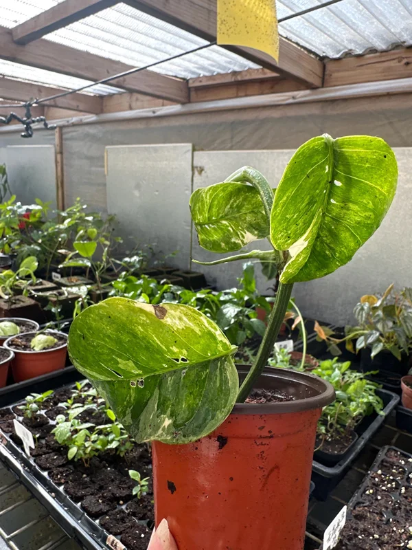 Variegated Epipremnum Pinnatum Albo Live Plant – 4 inch Pot – Indoor - Image 5