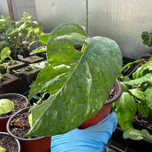 Variegated Epipremnum Pinnatum Albo Live Plant Cutting - 4 inch Pot - Indoor Aroid - Image 2