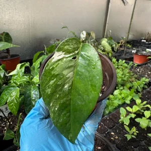 Variegated Epipremnum Pinnatum Albo Live Plant Cutting - 4 inch Pot - Indoor Aroid - Image 3