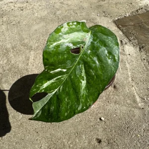 Variegated Epipremnum Pinnatum Albo Live Plant Cutting - 4 inch Pot - Indoor Aroid - Image 4