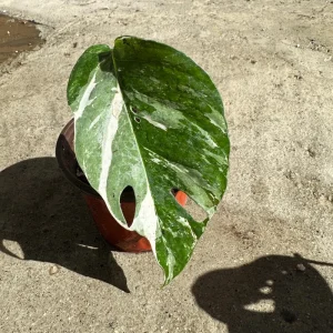 Variegated Epipremnum Pinnatum Albo Live Plant Cutting - 4 inch Pot - Indoor Aroid - Image 5