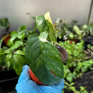 Variegated Epipremnum Pinnatum Albo Live Plant Cutting - 4 inch Pot - Indoor Aroid - Image 6
