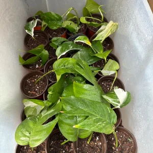 Variegated Epipremnum Pinnatum Albo Live Plant Cutting - 4 inch Pot - Indoor Aroid - Image 7