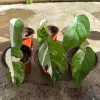 Variegated Epipremnum Pinnatum Albo Live Plant Cutting - 4 inch Pot - Indoor Aroid - Image 1