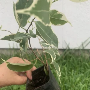 Variegated Ficus Benjamina Live Plant, Weeping Fig Tree, 8 inch, Indoor - Image 2