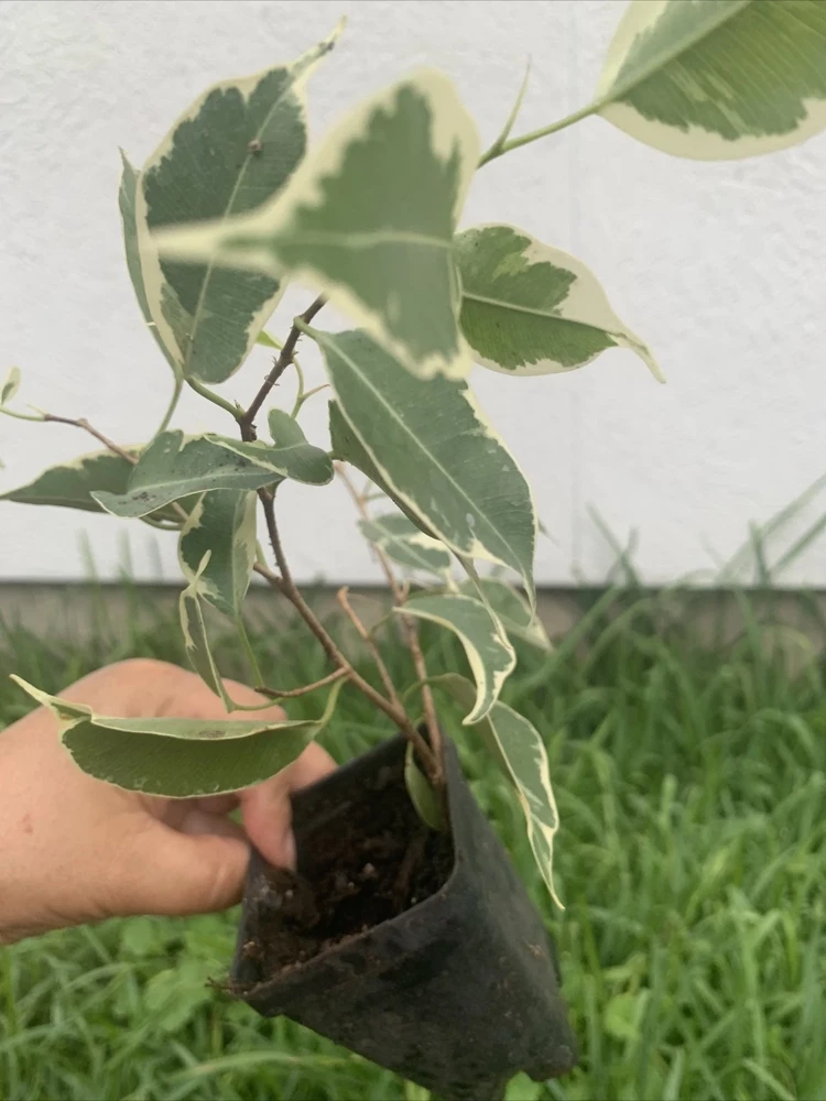 Variegated Ficus Benjamina Live Plant, Weeping Fig Tree, 8 inch, Indoor - Image 2