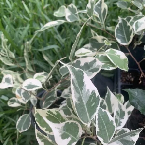 Variegated Ficus Benjamina Live Plant, Weeping Fig Tree, 8 inch, Indoor - Image 3