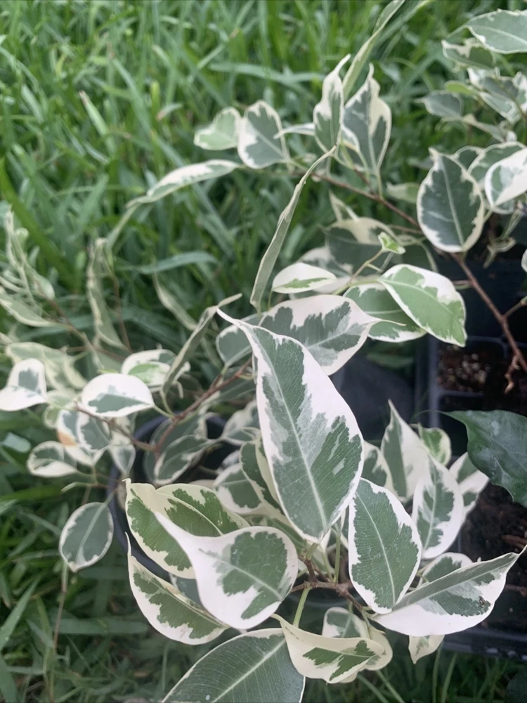 Variegated Ficus Benjamina Live Plant, Weeping Fig Tree, 8 inch, Indoor - Image 3