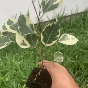 Variegated Ficus Benjamina Live Plant, Weeping Fig Tree, 8 inch, Indoor - Image 4