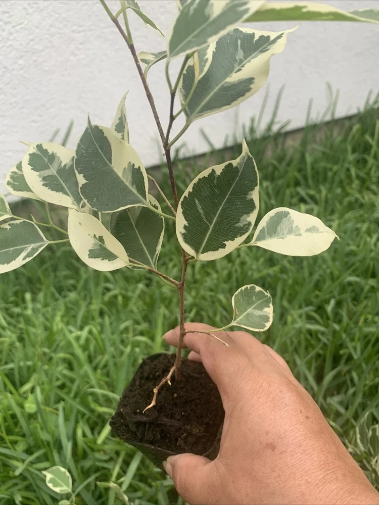Variegated Ficus Benjamina Live Plant, Weeping Fig Tree, 8 inch, Indoor - Image 4