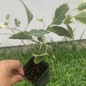 Variegated Ficus Benjamina Live Plant, Weeping Fig Tree, 8 inch, Indoor - Image 1