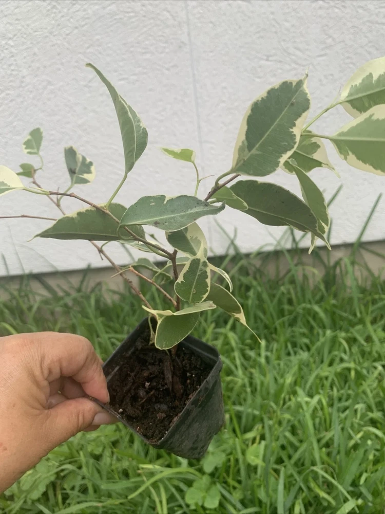 Variegated Ficus Benjamina Live Plant, Weeping Fig Tree, 8 inch, Indoor - Image 1