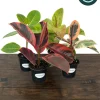 Variegated Ficus Variety Pack - Tineke, Ruby, Shivereana, Altissima - 4 inch Pot Live Plants - Image 1