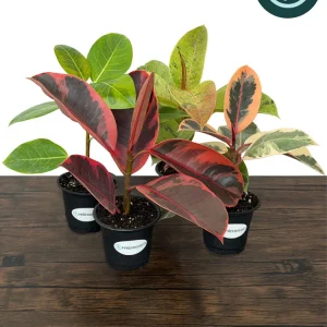 Variegated Ficus Variety Pack - Tineke, Ruby, Shivereana, Altissima - 4 inch Pot Live Plants - Image 1