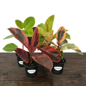 Variegated Ficus Variety Pack - Tineke, Ruby, Shivereana, Altissima - 4 inch Pot Live Plants - Image 2